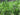 Cyperus papyrus (Egyptian paper rush) - Marginal Pond Plants - Pond Plants - Water Plants-0