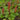 Gunnera magellanica (Devil’s strawberry) - Marginal Pond Plants - Pond Plants - Water Plants-0