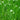 Dichromena colorata (Star grass) - Marginal Pond Plants - Pond Plants - Water Plants-214