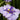 Iris Ensata Dinner Plate Wave Action - Marginal Pond Plants - Pond Plants - Water Plants-0