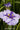 Iris Ensata Dinner Plate Wave Action - Marginal Pond Plants - Pond Plants - Water Plants-0