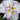 Iris Ensata Dinner Plate jell-o - Marginal Pond Plants - Pond Plants - Water Plants-0