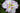Iris Ensata Dinner Plate jell-o - Marginal Pond Plants - Pond Plants - Water Plants-0