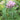 Eupatorium cannabinum (Hemp agrimony or Dutch agrimony) - Marginal Pond Plants - Pond Plants - Water Plants-None-1ltr Potted-0