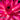 Maroon Pink water lily - pond plants water lilies aquatic plants - tropical Lilly -0