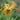 Iris pseudacorus 'Berlin Tiger' - Marginal Pond Plants - Pond Plants - Water Plants-0