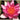 Ellisiana water lily - pond plants - water lilies - aquatic plants-0