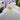 Iris Ensata Emotion - Marginal Pond Plants - Pond Plants - Water Plants-0