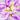 Iris Ensata "Freckled Geisha" - Marginal Pond Plants - Pond Plants - Water Plants-0