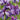 Iris Ensata Activity - Marginal Pond Plants - Pond Plants - Water Plants-0