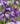 Iris Ensata Activity - Marginal Pond Plants - Pond Plants - Water Plants-0