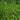 Equisetum fluviatile - Marginal Pond Plants - Pond Plants - Water Plants-None-3Ltr-0