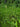 Equisetum fluviatile - Marginal Pond Plants - Pond Plants - Water Plants-None-3Ltr-0