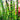 Equisetum hyemale (Dutch rush) - Marginal Pond Plants - Pond Plants - Water Plants-457