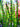 Equisetum hyemale (Dutch rush) - Marginal Pond Plants - Pond Plants - Water Plants-1 x 11cm Pot-7 cm-0