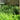 Equisetum Japonicum - Marginal Pond Plants - Pond Plants - Water Plants-0