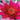 Escarboucle water lily - pond plants - water lilies - aquatic plants-0