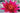 Escarboucle water lily - pond plants - water lilies - aquatic plants-0