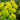 Euphorbia palustris (Marsh spurge) - Marginal Pond Plants - Pond Plants - Water Plants-0