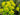 Euphorbia palustris (Marsh spurge) - Marginal Pond Plants - Pond Plants - Water Plants-0