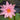 Fabiola water lily - pond plants water lilies aquatic plants-0