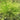 Scirpus cernuus (Fibre optic plant) - Marginal Pond Plants - Pond Plants - Water Plants-19571