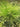 Scirpus cernuus (Fibre optic plant) - Marginal Pond Plants - Pond Plants - Water Plants-19571