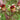 Scrophularia auriculata (Water figwort) - Marginal Pond Plants - Pond Plants - Water Plants-0