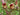 Scrophularia auriculata (Water figwort) - Marginal Pond Plants - Pond Plants - Water Plants-0
