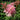 Filipendula rubra 'Venusta Magnifica' - Marginal Pond Plants - Pond Plants - Water Plants-None-1 Ltr-0