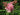 Filipendula rubra 'Venusta Magnifica' - Marginal Pond Plants - Pond Plants - Water Plants-None-1 Ltr-0