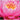 Fire Opal water lily - pond plants - water lilies - aquatic plants-0