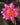 Firecrest water lily - pond plants - water lilies - aquatic plants-0