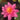 Firecrest water lily - pond plants - water lilies - aquatic plants-19825