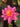 Firecrest water lily - pond plants - water lilies - aquatic plants-19825