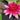 Lincolnshire Pond Plants Bee Pack Potted-0