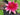 Lincolnshire Pond Plants Bee Pack Potted-0