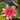 Formosa water lily - pond plants - water lilies - aquatic plants-19869