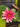Formosa water lily - pond plants - water lilies - aquatic plants-19869