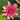 Formosa water lily - pond plants - water lilies - aquatic plants-19868