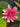 Formosa water lily - pond plants - water lilies - aquatic plants-19868