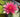 Formosa water lily - pond plants - water lilies - aquatic plants-0
