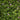 Geranium palustre - Marginal Pond Plants - Pond Plants - Water Plants - Bog Plants-3101