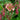 Lincolnshire Pond Plants Marginal 8 Pack 1Ltr-965