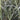 Lincolnshire Pond Plants dragonflies & damselflies Pack Potted-838