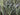 Lincolnshire Pond Plants dragonflies & damselflies Pack Potted-838