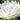 Gonnere - snowball water lily - pond plants - water lilies - aquatic plants-0
