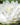 Gonnere - snowball water lily - pond plants - water lilies - aquatic plants-0