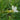 Gratiola officinalis (Summer Snowflake) - Marginal Pond Plants - Pond Plants - Water Plants-232