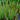 Hippuris vulgaris (Mare’s tail) - Marginal Pond Plants - Pond Plants - Water Plants-9 cm-0